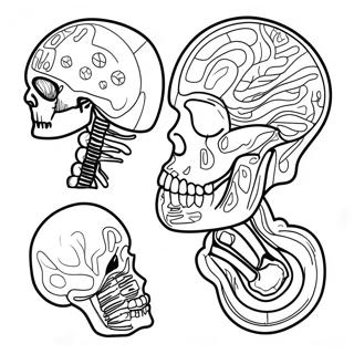 Anatomie En Fysiologie Kleurplaten