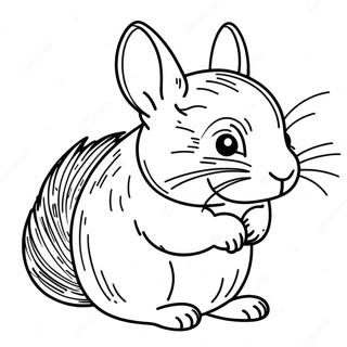 Chinchilla Kleurplaten