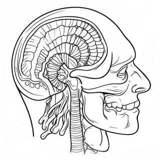 Kleurplaat Van De Menselijke Spieren Anatomie 31183-24639