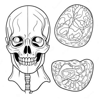 Anatomie En Fysiologie Werkbladen Kleurplaten