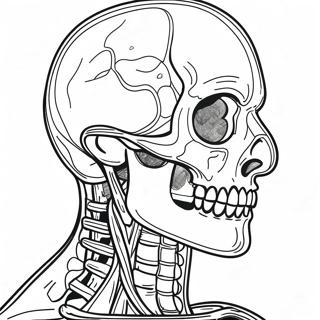 Menselijke Anatomie Kleurplaten