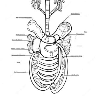 Diagram Van Het Spijsverteringsstelsel Kleurplaat 53203-42089