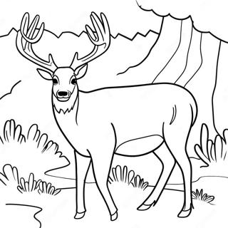 Mule Deer Kleurplaten